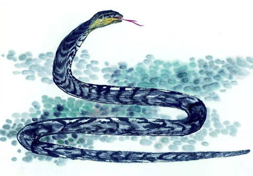 蛇蛇蛇,属蛇人运势与出生月份有关,外有贵人相助