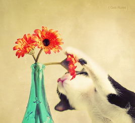 猫咪吃了花会中毒吗 猫咪吃了花中毒怎么办 