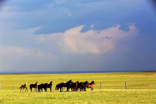 內蒙古一日遊必備攻略！絕美路線帶你暢遊大草原，體驗異域風情！