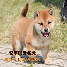 广州华美犬舍 供应产品 