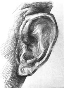 素描头像被扣分最多的 耳朵 ,你画的耳朵还好吗 