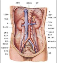 肾的位置图