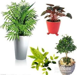 适宜放在室内的植物有哪些 