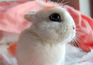 海棠兔有哪些品种和养护方法 