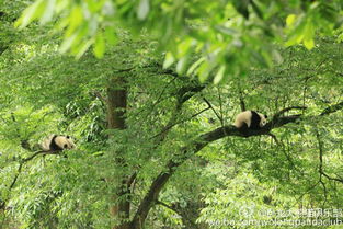 滚滚是只神奇的大熊猫,没错 它又从树上掉下来了