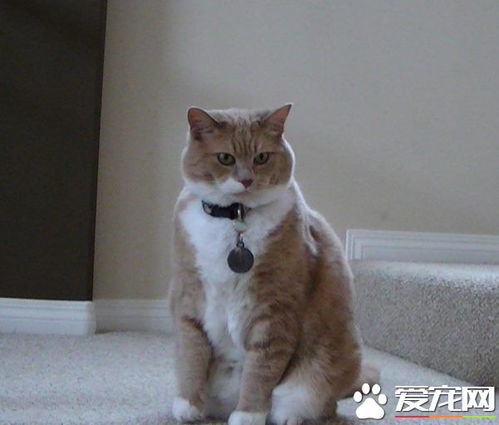 超励志 慵懒胖猫咪减肥三年 成功变身结实瘦猫