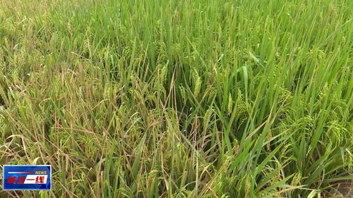 梅州这里的禾苗出现枯黄,疑似稻田受污染