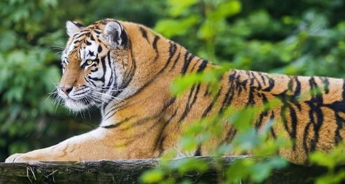 老虎和猫咪是同类动物,那它们见面会发生什么 可算是知道了