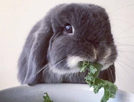 养兔知识 山兔吃什么才容易活,小兔子吃什么才容易活
