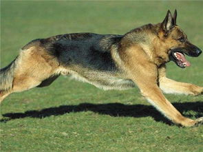 德牧是不是被大多数地区列为禁养的烈性犬 