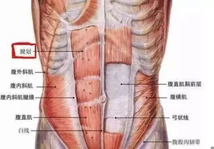 初中生建不建议练腹肌