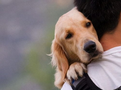 狗狗为什么不喜欢被人抱 其中原因你能猜中几个