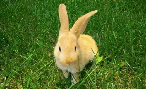 俗话说 兔子不吃窝边草 ,其实还有下半句,但很多人不知道