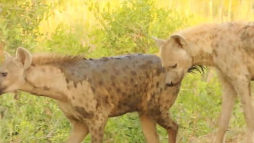 非洲鬣狗凶猛无比,嚎叫声独特,遇到它记得远离 