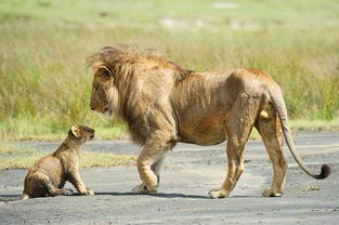 雄狮子挑逗小狮子被母狮子胖揍,但雄狮的回应让人们愣了