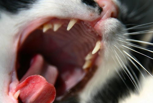 当心猫咪变龅牙 换牙期猫咪易出现口腔问题,注意做好这几点