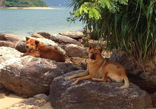 回收狗狗的垃圾岛 好心人登岛救助14年,只为抚平狗子被遗弃的伤