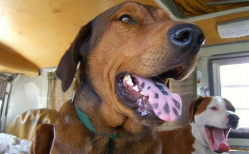 狗狗舌头上突然长了黑点是怎么回事