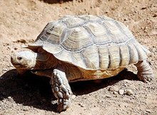 苏卡达陆龟能长多大？