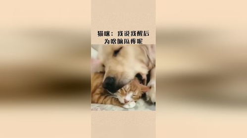 猫咪我说我一觉醒来,为啥脑瓜子疼呢