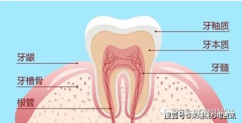 牙齿使用说明书