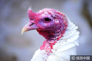 青岛动物世界珍稀名鸡迎新年