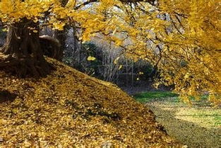 关于落叶的唯美句子描写秋天落叶的诗句