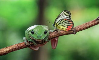 一只蝴蝶停留在树蛙头上,就像是 莫西干发型