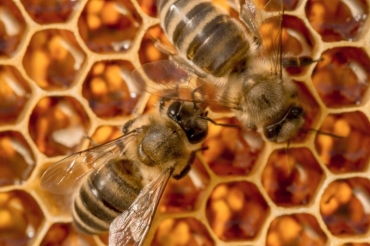 我自己养的蜜蜂蜂窝里蜜蜂酿的蜜起虫子了,该怎么办啊 