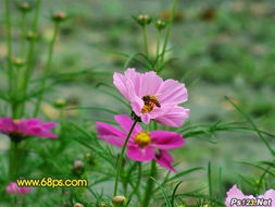 醒图花朵调色教程(醒图如何画花)