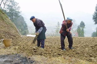 专家建议农民错峰耕种， 但事实真是如此吗