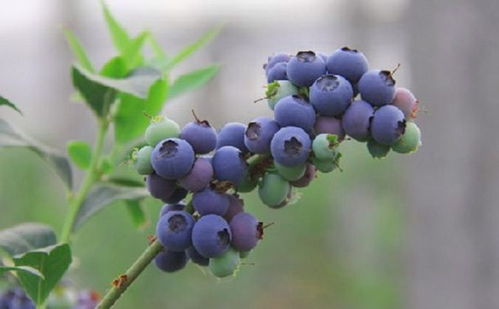 常吃蓝莓对身体有什么好处 经常吃蓝莓对身体有什么作用