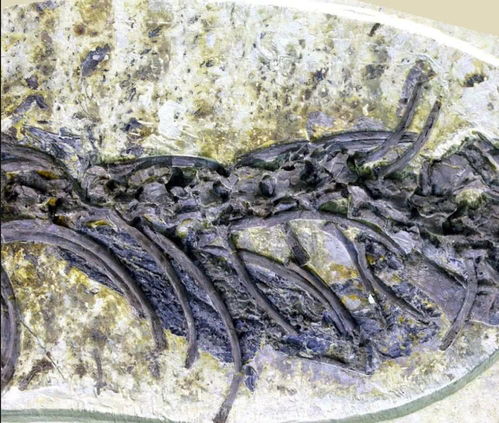一亿年蜥蜴吃麻小 科学家首次发现来自约1亿年前的蛇琥珀，你怎么看？ 