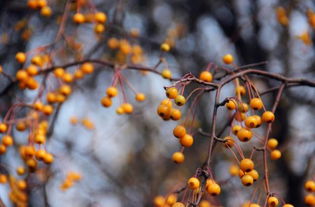 白居易的关于秋天的诗句有哪些