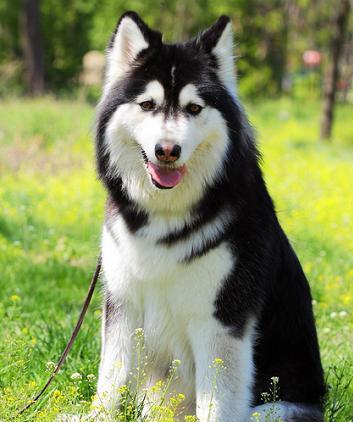阿拉斯加雪橇犬 北欧所有犬种中最强壮有力的工作犬