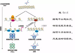 oct是几月,oct是几月？