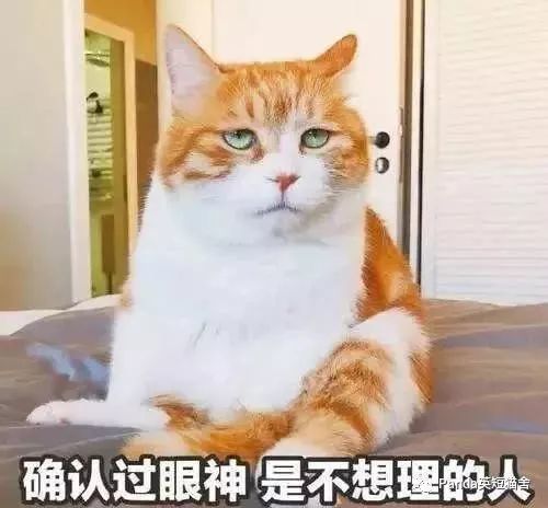 关于猫咪,你不知道的8条冷知识