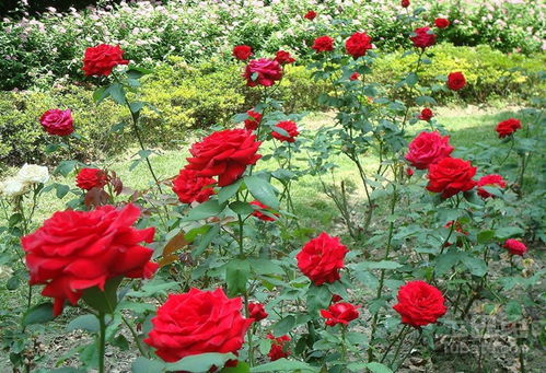 两种玫瑰花种植方法介绍