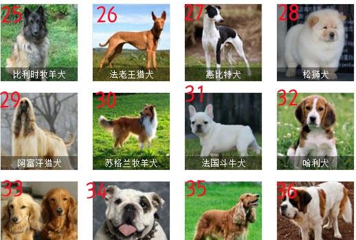 最受欢迎犬种排名,哈士奇排第二,你家狗狗排第几