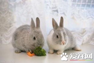 兔子可以活几年 兔子平均年龄是多少
