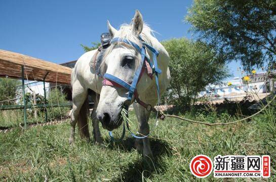 挽救一批矮壮的土马,却打造了新疆博湖最大的 旅游潜力股