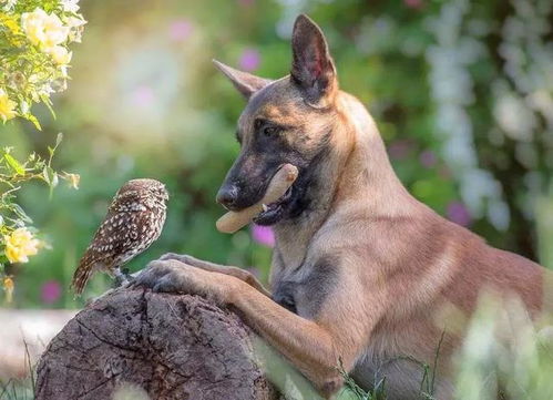 主人收养流浪猫头鹰后,马犬主动负责照顾小鹰,每日让它站在嘴上
