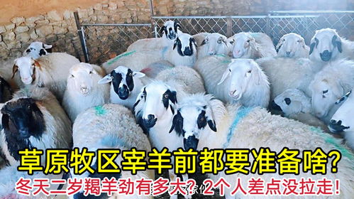 草原牧区宰羊前准备啥 冬天二岁羯羊劲有多大 2个人差点没拉走