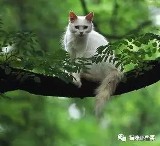 百年树木,一朝猫爬 植树节对猫来说是个好日子 