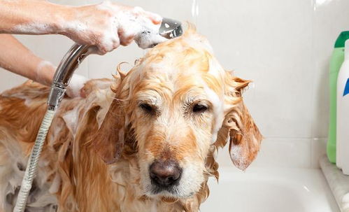 什么是抗菌洗发水 它们对狗狗有什么作用 主人该注意些什么