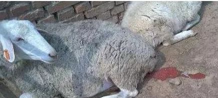 母羊缺硒的病因、临床症状和防治措施,羊生完羊羔多长时间掉衣