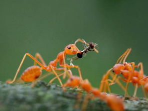 梦见地里很多蚂蚁(梦见地上很多蚂蚁成群结队)