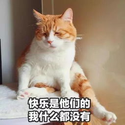 中国的猫会叫 妈 ,日本的猫会讲日语 