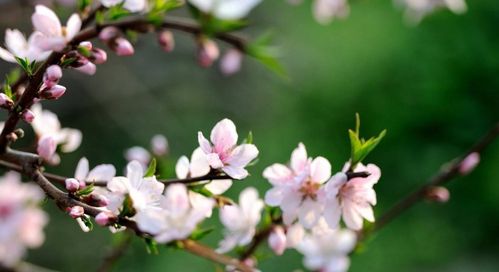 三月桃花开,十首桃花的诗词,惊艳了整个春天