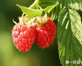山莓的栽培种植技术要点及注意事项,树莓啥时发芽